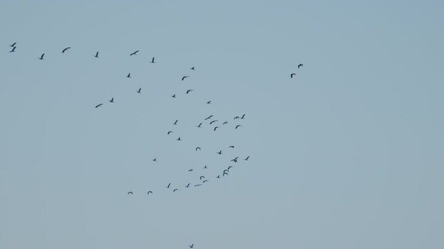 Silhouettes of birds flying in sky with gentle motion simple composition and tranquil outdoor scene
