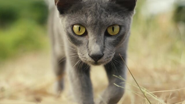 Korat cat walking slowly through dry grass with focused eyes natural light and cinematic shallow depth of field