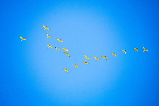 Sandhill Cranes Flying in V Formation over Frijoles Canyon New Mexico