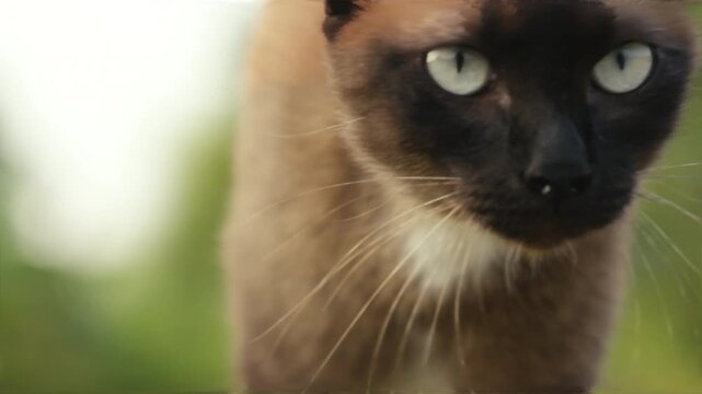Siamese cat moving forward in slow motion across natural ground with calm atmosphere and warm outdoor tones