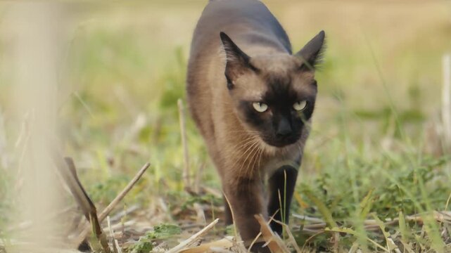 Siamese cat walking slowly through grassy field with intense gaze natural light and cinematic shallow depth of field