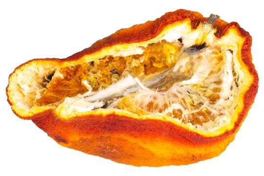 Rotten orange isolated on white background slice
