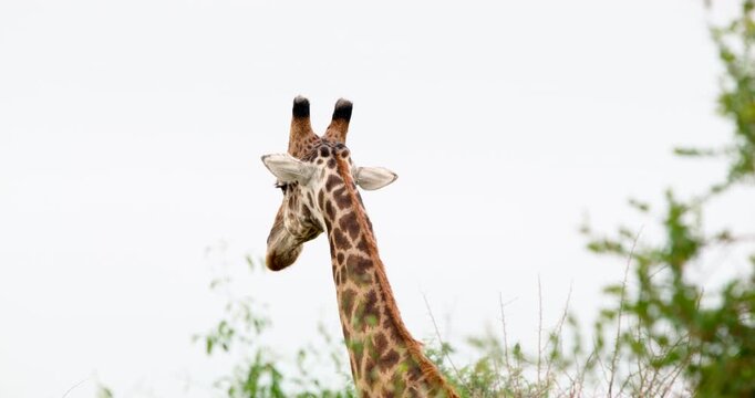 Close-up shot of a giraffe's head and neck as it turns and walks away in Kruger National Park. Detailed safari footage showcasing skin patterns, ossicones, and graceful wildlife movement.