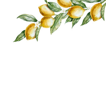 Watercolor lemon square Template with citrus fruits, green leaves and blossoms. illustration of botanical card with copy space for invitations, greeting cards, packaging, kitchen decor.