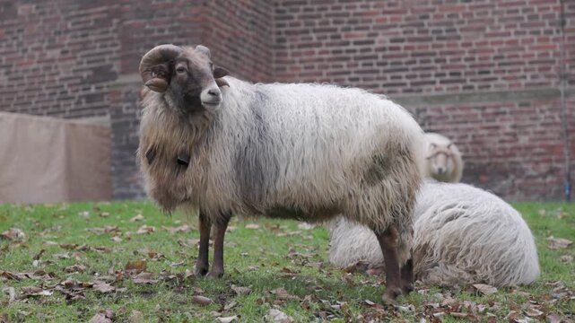 A majestic ram with large curved horns standing on a green lawn near a red brick building. Long-haired sheep in a rural farm setting. Domestic animal portrait in a rustic outdoor environment.