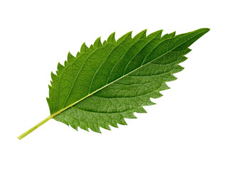 Fototapeta premium Leaf on white background close up view of a single green leaf isolated against a clean white backdrop focus on natural detail