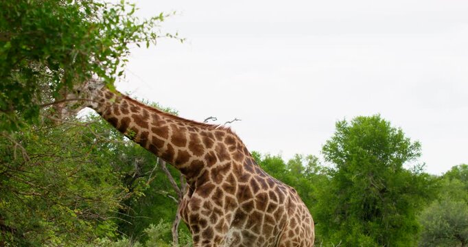 A beautiful giraffe walks toward a lush tree to begin feeding in Kruger National Park. High-quality wildlife safari footage capturing the approach and browsing behavior of an African giraffe.