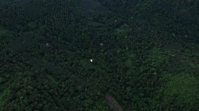 Aerial drone view of dense tropical forest and coconut palm trees covering hilly terrain in Kerala, India. High angle footage of lush green rainforest landscape