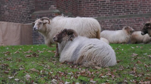 A herd of long-haired sheep and rams resting on a grassy lawn beside a historic red brick building. This serene rural scene showcases traditional livestock in a European architectural setting.