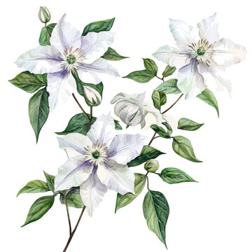 watercolor painting of Clematis Branch, isolated on a white background.