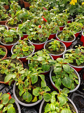 Balsam flower seedlings in small red and grey pots on shelf in flower shop greenhouse nursery