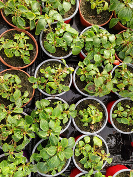 Top view of rows of young balsam seedlings in round pots in professional floral nursery greenhouse