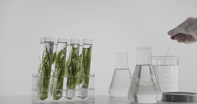 Scientists are dropping a solution into a test tube with sea grapes in the lab.
