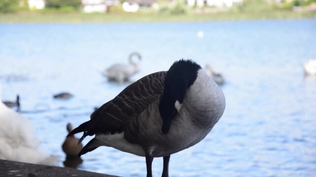 Close shot of a Canadian Goose preening itself at the side of a lake with other birds and houses in the background on a bright summer day
