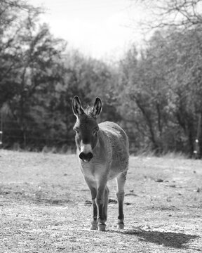 Mini donkey in farm field, black and white animal portrait in vertical view.