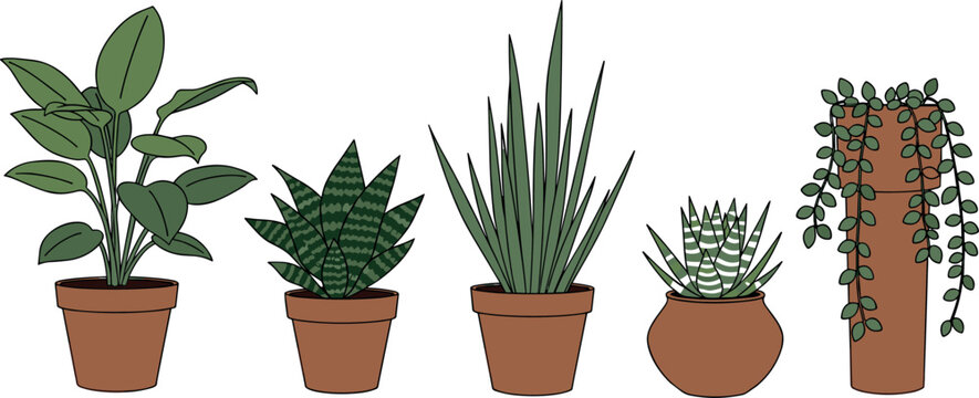 Indoor Succulent and Tropical Potted Plant Collection with Aloe Vera, String of Pearls, and Exotic Leaves for Home and Botanical Design Projects