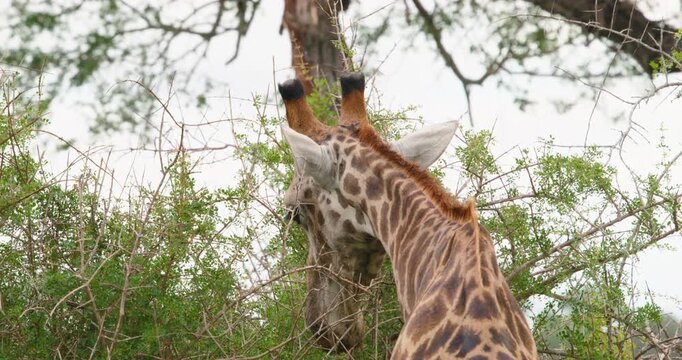 Detailed close-up of giraffe head eating fresh green leaves from tree in Kruger National Park. High-quality wildlife safari footage capturing tongue, chewing, and authentic animal behavior.