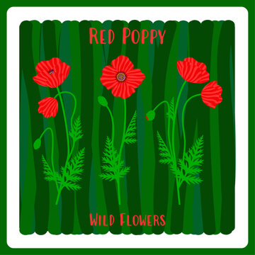Wild poppy botanical design for greeting cards, posters, covers or interior wall art. Meadow papaver floral bouquet on a textured background. Hand-crafted vector flat illustration.