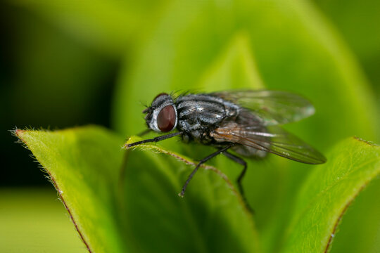 Extreme close up of a common housefly, Musca Domestica on a leaf showing eye detail.