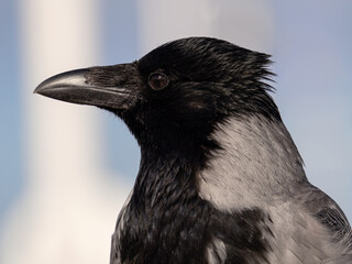 Obraz premium Hooded crow bird head portrait isolated on white background