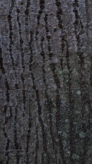 Obraz premium Charcoal Bark with Deep Fissures and Lichen Texture