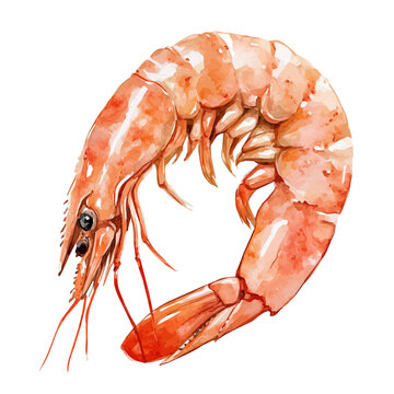 Chupe De Camarones, watercolor artwork with bold brush accents and dynamic composition, isolated on a white background.
