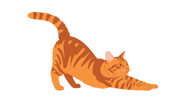 Cute orange tabby cat performing a long morning stretch with front paws extended on a white background to show feline flexibility.