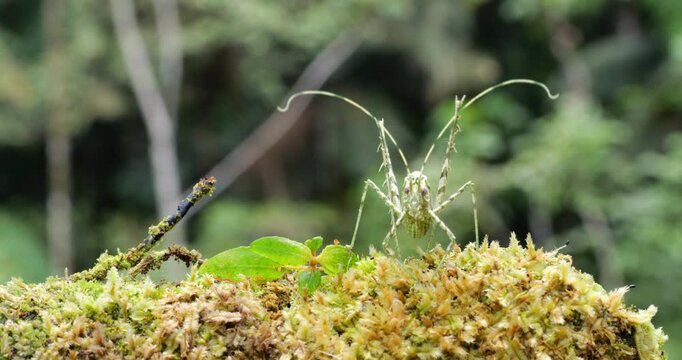 A slender katydid, pattered to resemble lichen on a mossy log in the rainforest, Orellana province, Ecuador. Jumps out of frame