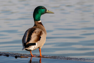 Fototapeta premium Mallard duck standing by water at sunset, wildlife nature close-up