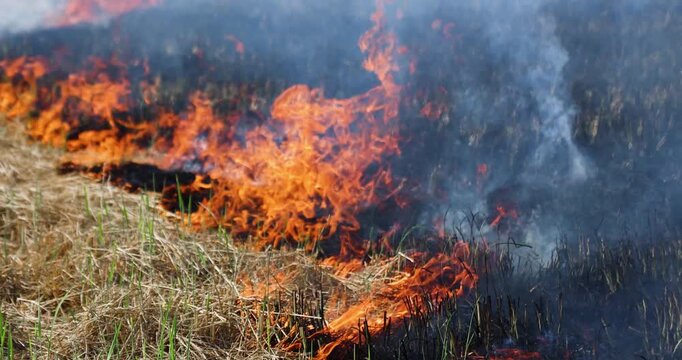 Rice straw burning in post harvest fields to prepare farmland, Thick smoke and air pollution, Grassland fire with intense flames and smoke, Climate rural landscape burning, illustrating wildfire risk