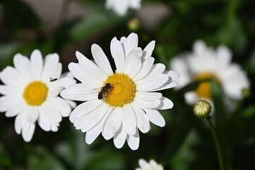 Fototapeta premium Blume mit Biene