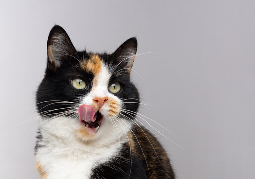 Calico cat licking nose in studio, cute pet portrait, playful moment, funny expression, pet lifestyle.