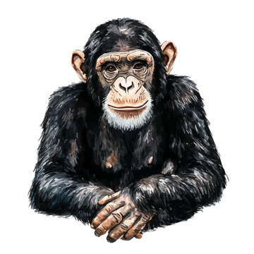 Chimpanzee, watercolor painting capturing graceful lines and soft blended shades, isolated on a white background.