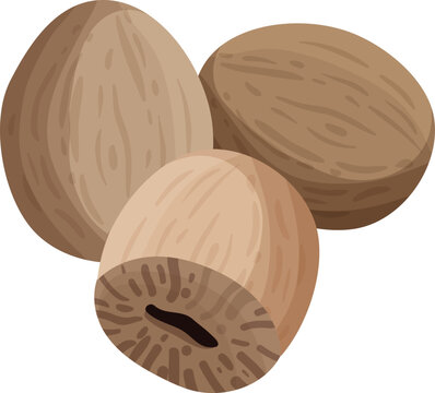 set of nuts on white background, Nuts big set composition watercolor isolated on white background