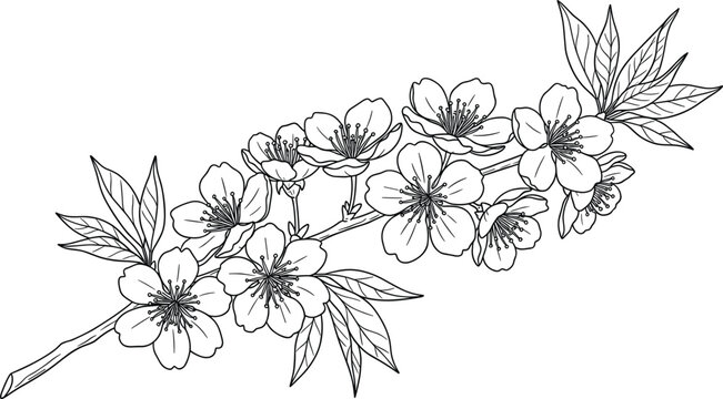 Black and White Line Art Illustration of Cherry Blossom Branch for Floral, Botanical, and Nature Design Projects
