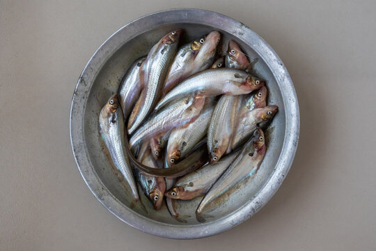 Top view of a metal bowl filled with raw Parda fish (Pabda catfish) on a grey background. Ideal for grocery marketing, fresh seafood delivery, and Asian culinary ingredients.