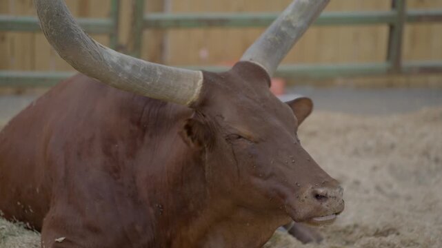 This video shows a large brown watusi long horn steer relaxing and laying down with flies landing on it.
