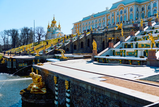 Russia, St.Petersburg, 21 April 2026: the main fountain with Samson and the lion on a clear sunny day, preparations for the opening of the fountain season in the Peterhof Palace, gold covered