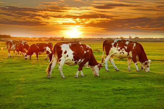 Cows grazing peacefully on a rural pasture at sunset, landscape scene with warm orange sky, soft golden light, scattered clouds, and a calm countryside atmosphere on a clear, beautiful day.