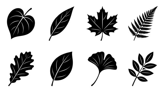 Diverse Tree Leaves Silhouette Collection Including Maple, Oak, Ginkgo, Fern and Other Foliage Shapes Isolated on White Background for Nature Design