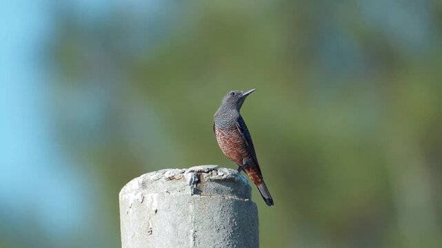 Blue Rock-Thrush perched on concrete pillar looking around