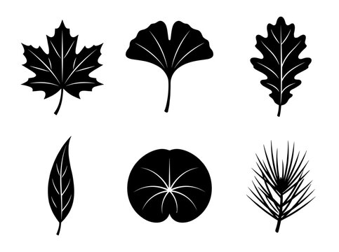Different Types of Tree Leaves Silhouette Icons Set, Maple, Ginkgo, Oak, Willow and Pine Leaf Vector Symbols for Autumn and Nature Concept Decoration