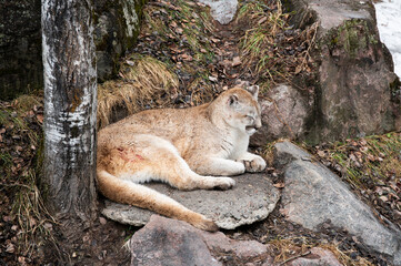 lynx on the rock © Myriam