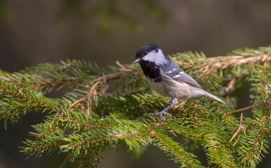 Obraz premium Coal tit at a wet forest in spring