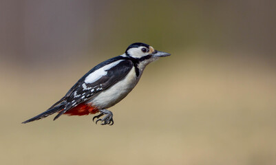 Obraz premium Great Spotted Woodpecker - female - in the wetland in spring