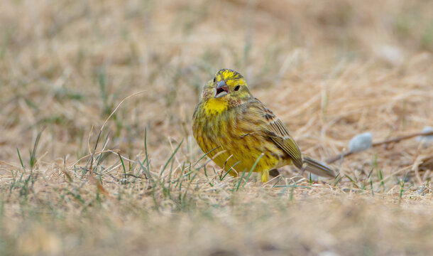 Yellowhammer  - male in spring at a wet forest