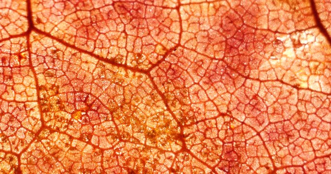 Cell Structure View of Red Leaf Surface Showing Plant Cells For Education. Leaf in Macro Shot Background. Bright Orange Leaves of Plant or Tree With Texture and Pattern Close Up