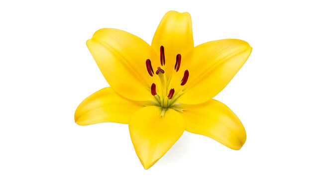 Close-up of a yellow lily flower against a white background with cut flower fragrant isolated botanical