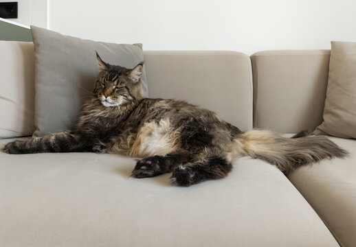 Cute cat, Maine coon breed, lying on sofa, soft coach at home. Adorable furry hairy large big mainecoon feline animal, pet relaxing, resting.