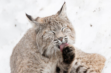 lynx in the snow © Myriam